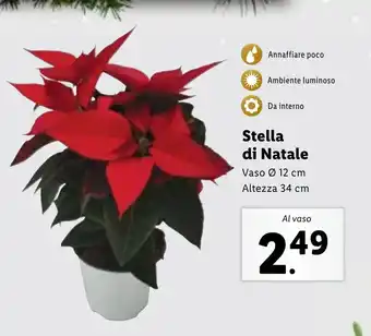 Lidl Stella di Natale offerta