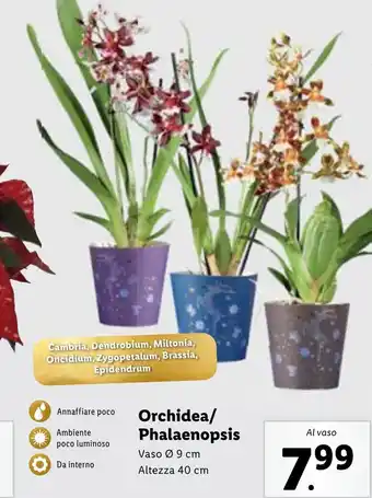 Lidl Orchidea/ Phalaenopsis offerta