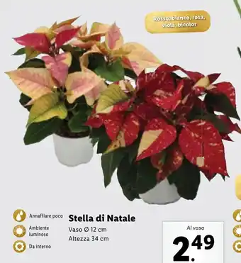 Lidl Stella di Natale offerta