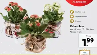 Lidl Kalanchoe offerta
