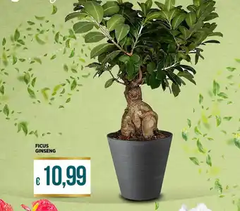 Ipercoop FICUS GINSENG offerta