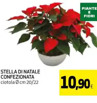 Coop STELLA DI NATALE CONFEZIONATA ciotola 0 cm 20/22 offerta