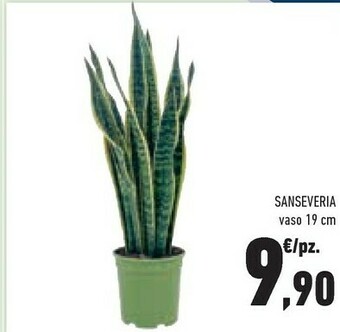 Conad Sanseveria offerta