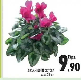 Conad Ciclamino In Ciotola offerta