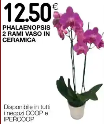 Coop PHALAENOPSIS 2 RAMI VASO IN CERAMICA offerta