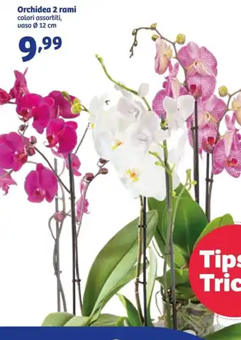In'S Mercato Orchidea 2 rami offerta