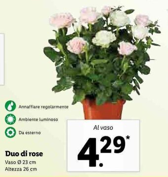 Lidl Duo di rose offerta