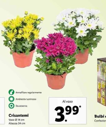 Lidl Crisantemi offerta