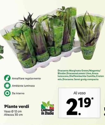 Lidl Piante verdi offerta