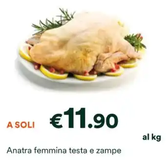 Anatra femmina testa e zampe