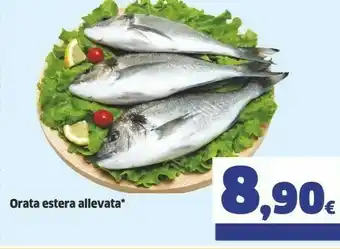 Sigma Orata Estera Allevata offerta