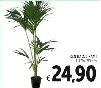 Kentia 2/3 Rami