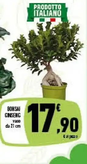 Conad Superstore Bonsai Ginseng Vaso 21 Cm offerta