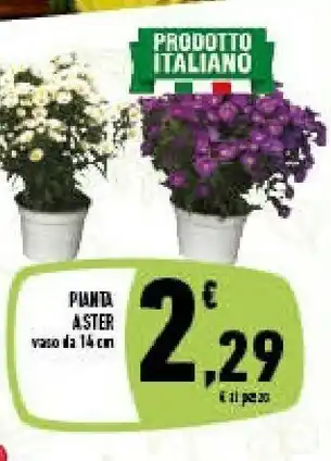 Conad Superstore Pianta Aster Vaso 14 Cm offerta