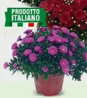 Conad Pianta Aster offerta