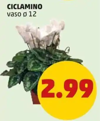 PENNY CICLAMINO vaso ø 12 offerta