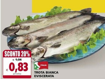 Il Gigante Trota Bianca Eviscerata offerta