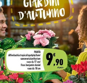 Conad Pianta offerta