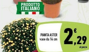 Conad Pianta Aster offerta