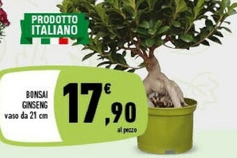 Bonsai Ginseng