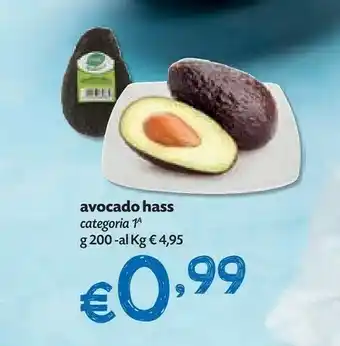 Avocado Hass