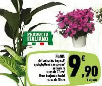 Conad Pianta offerta