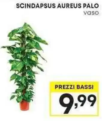 Pam SCINDAPSUS AUREUS PALO vaso offerta