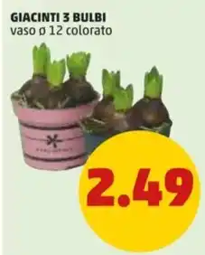 PENNY GIACINTI 3 BULBI vaso ø 12 colorato offerta