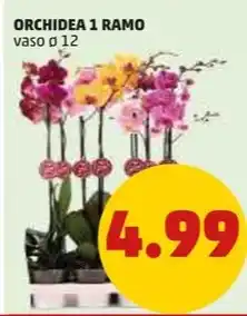 PENNY ORCHIDEA 1 RAMO vaso ø 12 offerta