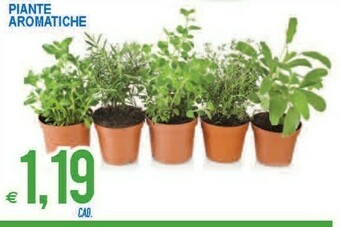 Piante Aromatiche