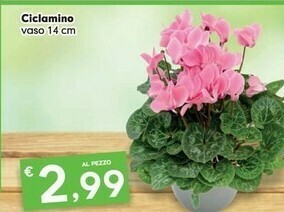Despar Ciclamino offerta