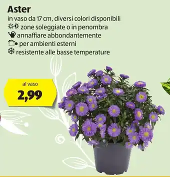 Aster