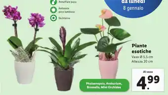 Lidl Piante esotiche offerta