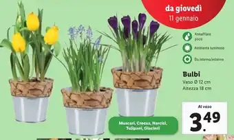 Lidl Bulbi offerta