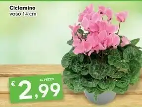 Ciclamino Vaso 14 Cm