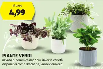 ALDI PIANTE VERDI offerta