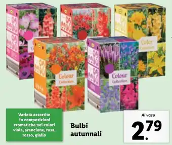 Lidl Bulbi autunnali offerta