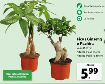 Lidl Ficus Ginseng o Pachira offerta