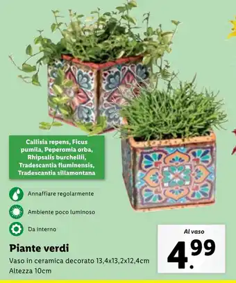 Lidl Piante verdi offerta