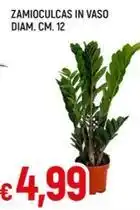 Galassia ZAMIOCULCAS IN VASO DIAM. CM. 12 offerta