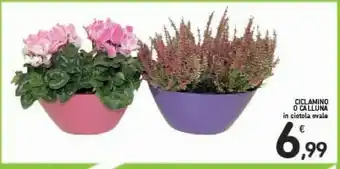 Ciclamino O Calluna