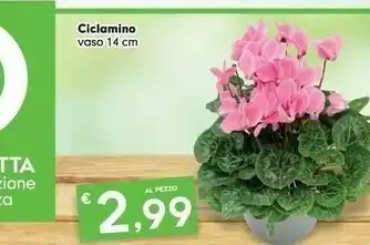 Despar Ciclamino Vaso offerta