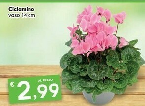 Despar Ciclamino offerta