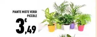 Conad Superstore PIANTE MISTE VERDI PICCOLE offerta