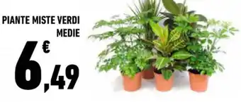 Conad Superstore PIANTE MISTE VERDI MEDIE offerta