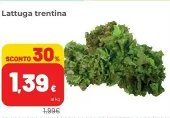 Lattuga Trentina