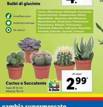 Lidl Cactus O Succulente offerta