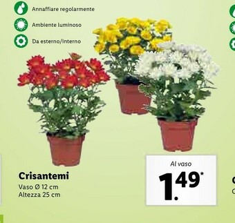 Lidl Crisantemi offerta
