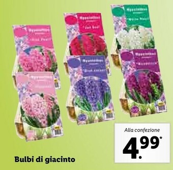 Lidl Bulbi Di Giacinto offerta