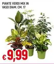 Galassia PIANTE VERDI MIX IN VASO CM. 17 offerta